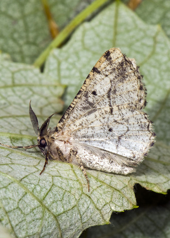 Synopsia sociaria, Geometridae